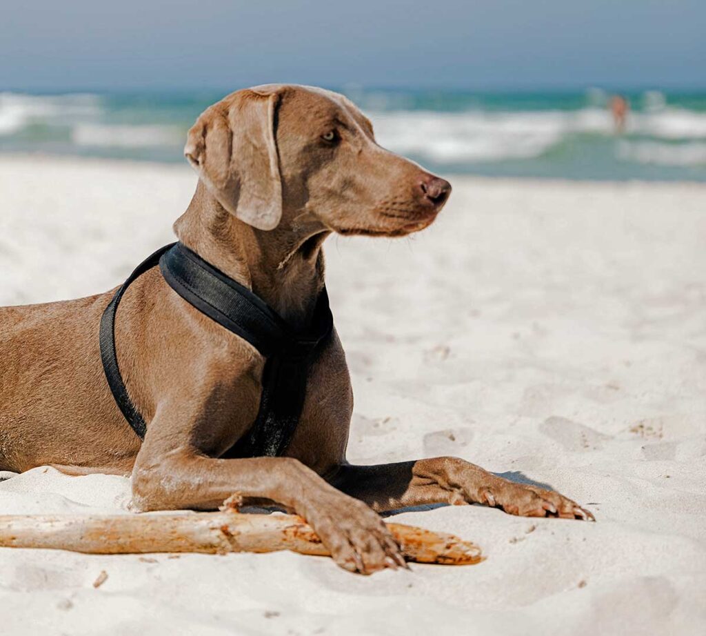 Wangerooge mit Hund